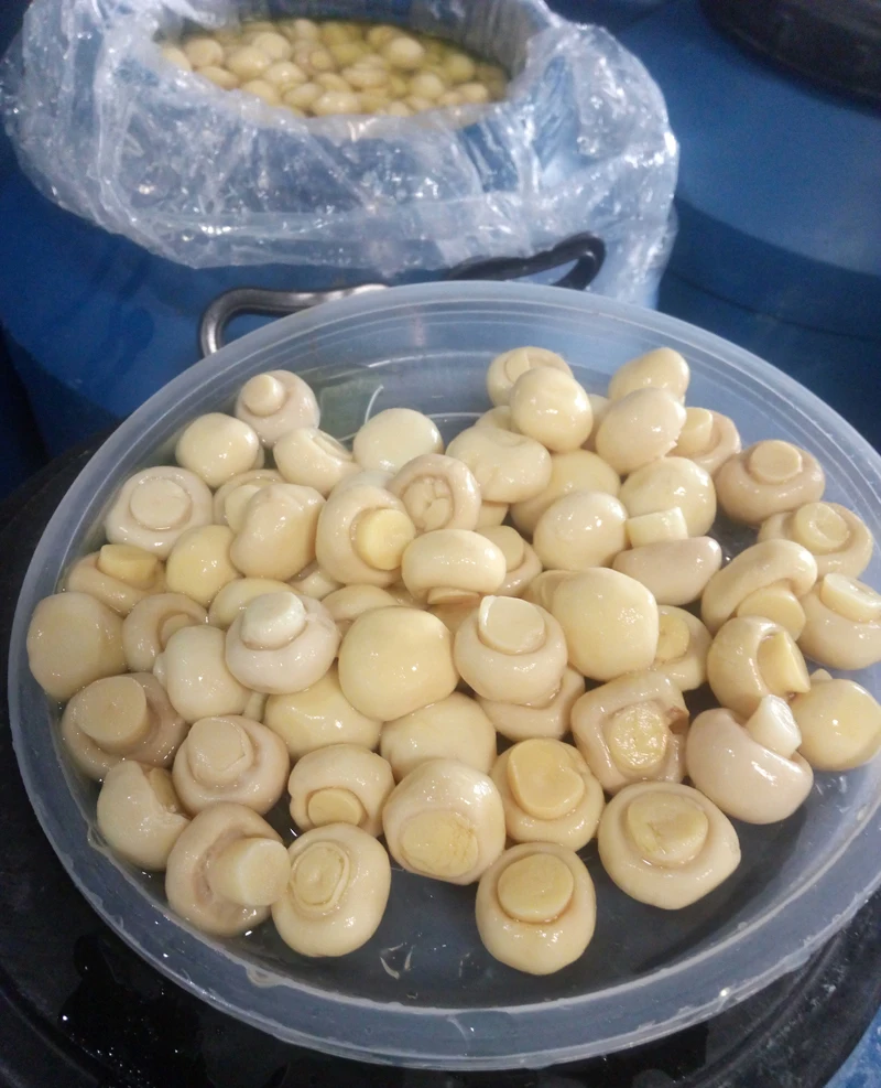 
Fresh mushroom agaricus blazei in drum 