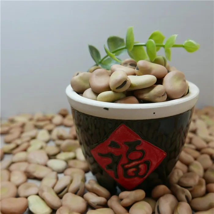
high quality dry Broad Bean fava bean faba bean 