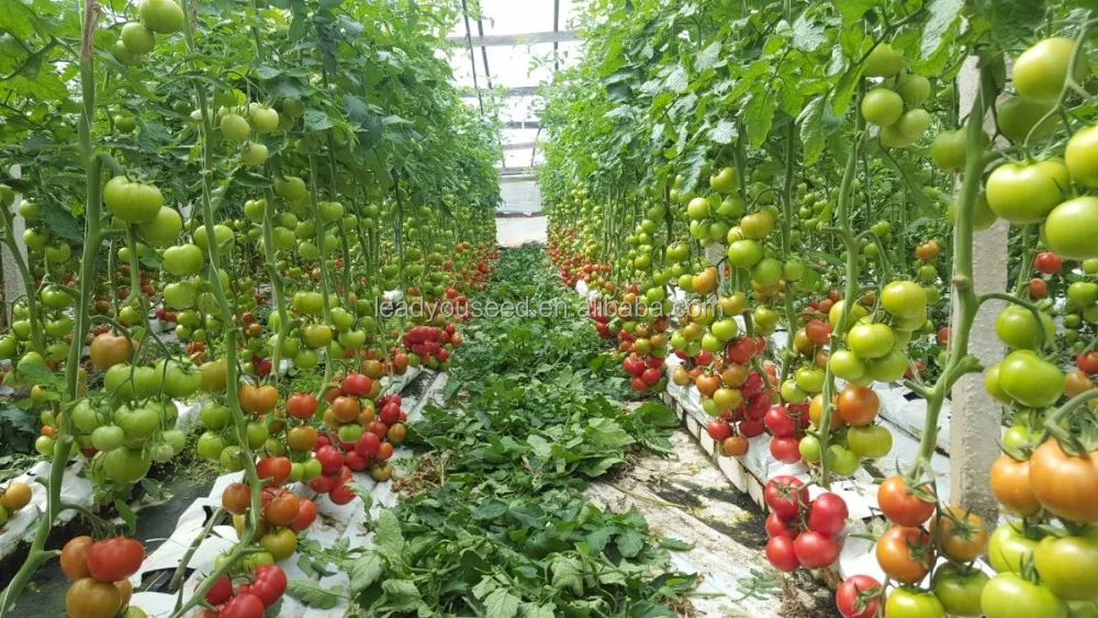 T09 Jida stronger TYLCV resistant ability hybrid tomato seeds for sale