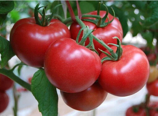 Forchlorfenuron KT-30, ccpu CAS No.: 68157-60-8