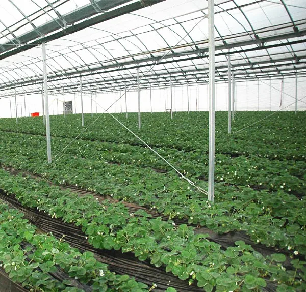 Agricultural Equipment Steel Frame Serre Tunnel Greenhouse