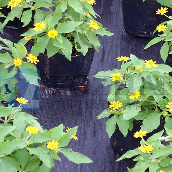 
Ground cover 100% pp hdpe woven fabric black agricultural laying mulch for Strawberry 