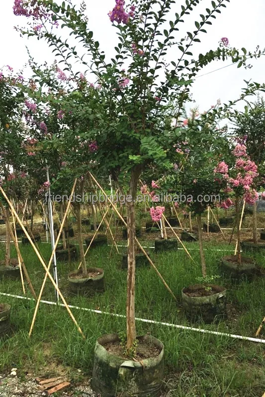 Белый, красный, фиолетовый, розовый, прямой ствол, индийское дерево лагерстроемии