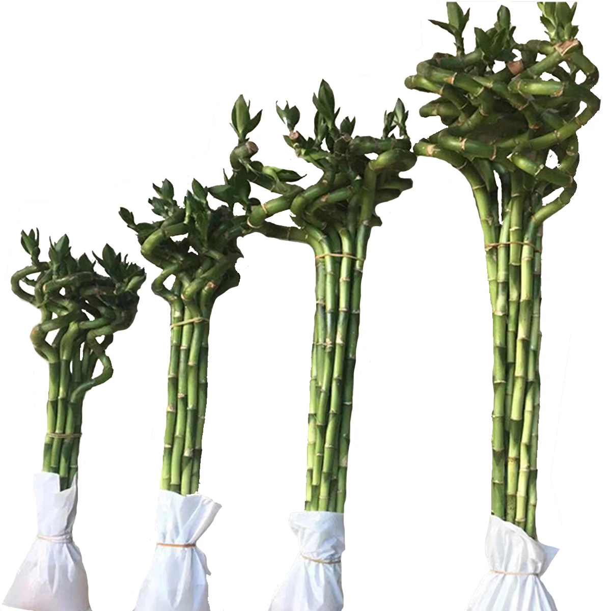 
Thailand quality china best selling 120cm 1.2m Spiral Lucky Bamboo 