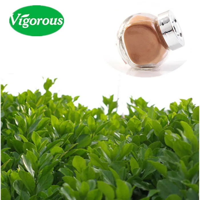 Yerba Mate Powder/Ilex paraguariensis P.E./Paraguay tea Extract