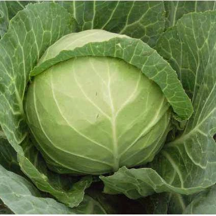 High quality hybrid cabbage seeds with competitive price for sale