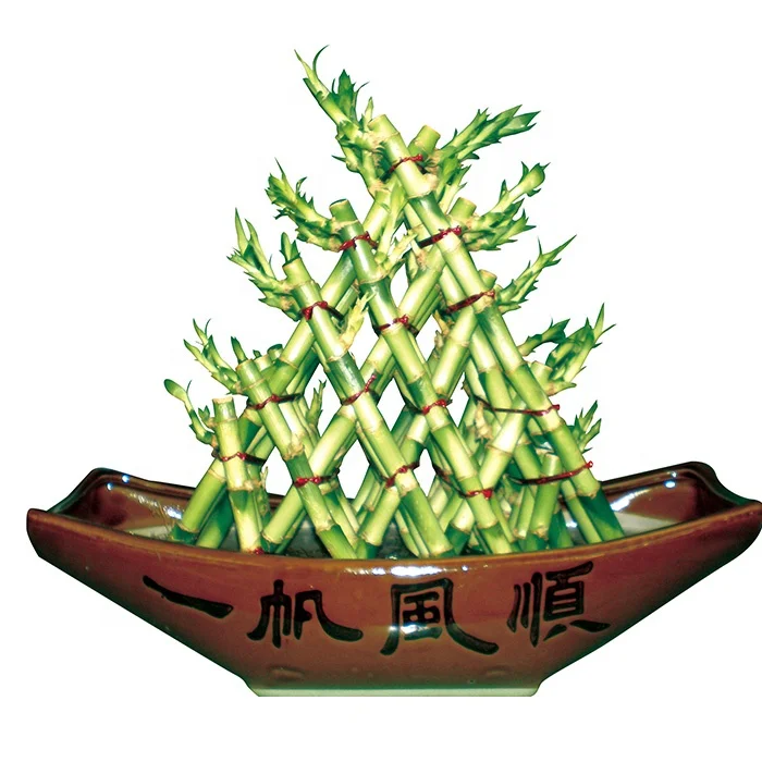 
 В наличии, драценное растение, счастливый бамбук, драцена/счастливый бамбук, бонсай, садовые растения  