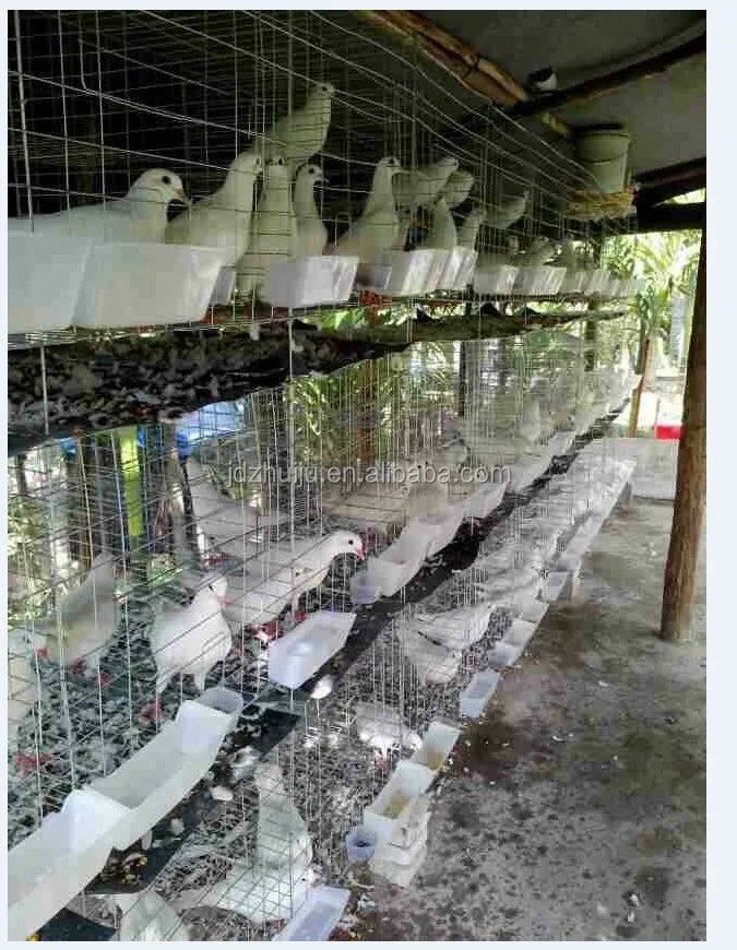 new style racing pigeon cage HJ-PC32