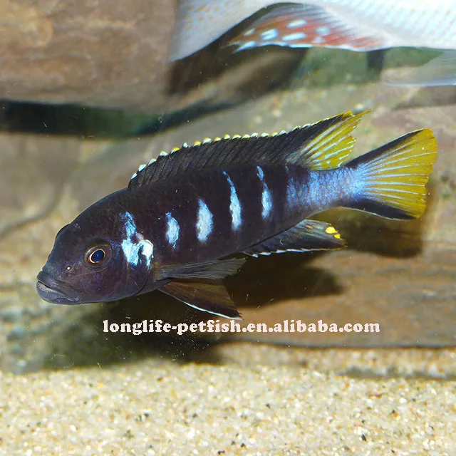 
Amazing Pseudotropheus elongatus chewere 