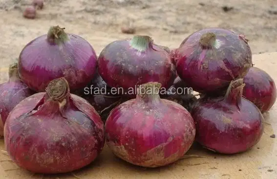 COMPOUND FERTILIZER of specially formula NPK 13-4-43 for tobacco coffee tomato grape citrus and tea