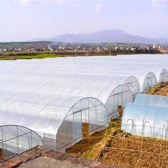 
low cost tomato growing tunnel hitech polyhouse greenhouse 
