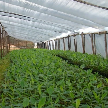 
 Саженцы банана для культивирования тканей  