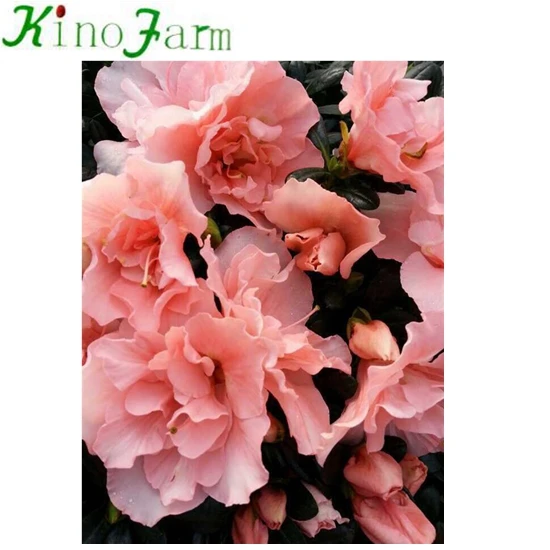 
Red Color Rhododendron 