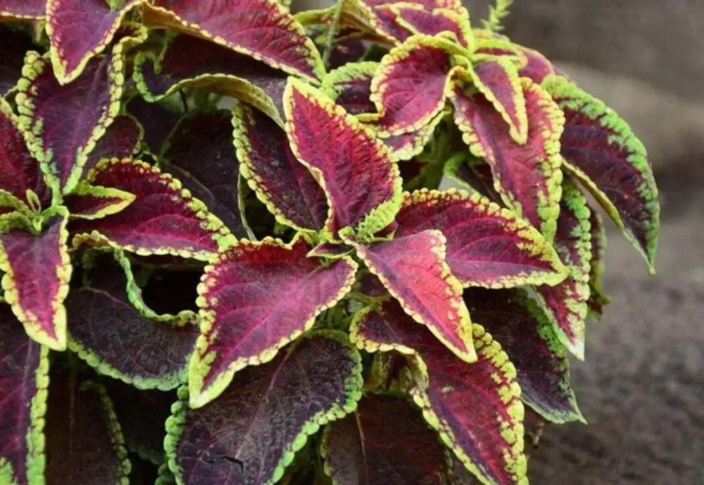 
500g Houseplants dress up your Painted-leaf Begonia rex seeds for sale 