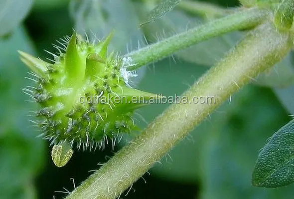 
100% Natural Saponins 20%~90% Tribulus Terrestris Extract 