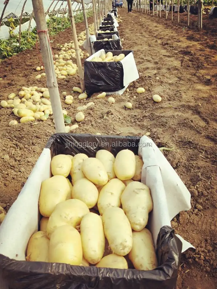 
Import china potato new crop 