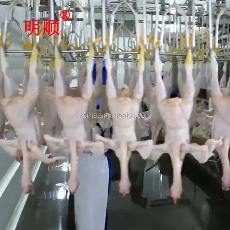 halal chicken slaughter and abattoir machine line for chicken boiler farm