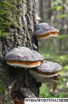 
Chaga Mushroom Extract 