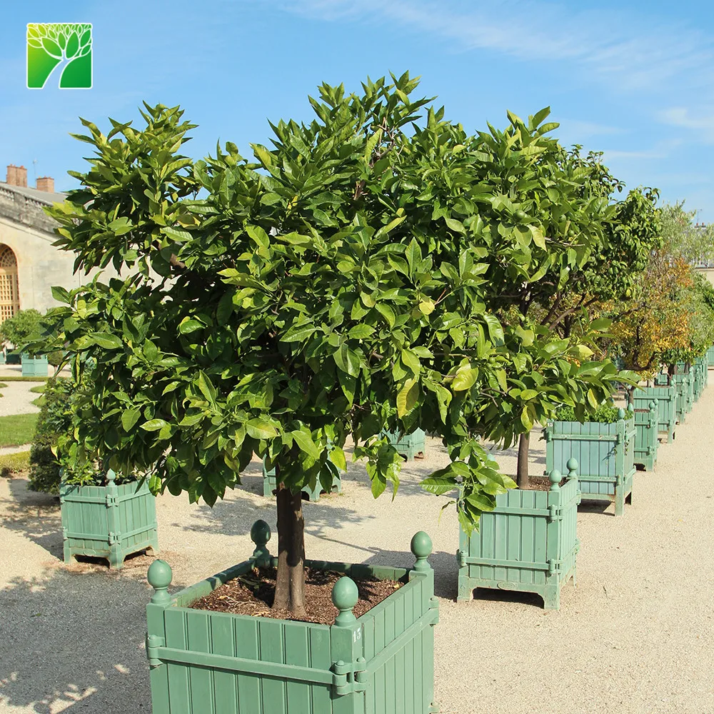 Растение для рассады оранжевого апельсина с продолжительным жизненным циклом, цитрусовые Синенсис