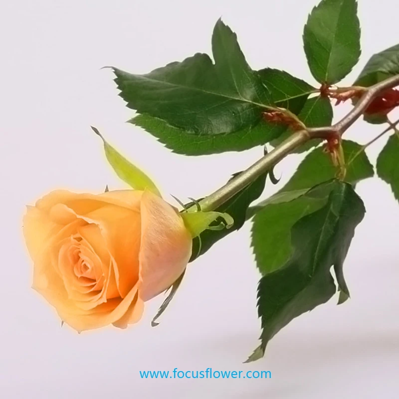 Свежие золотые розы на День святого Валентина