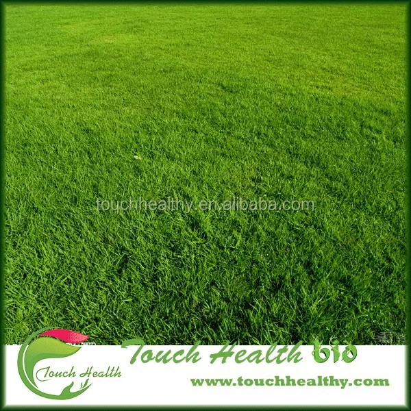 
2021 Touchhealthy Supply Poa annua L seeds/Bluegrass seeds/Lawn seeds 