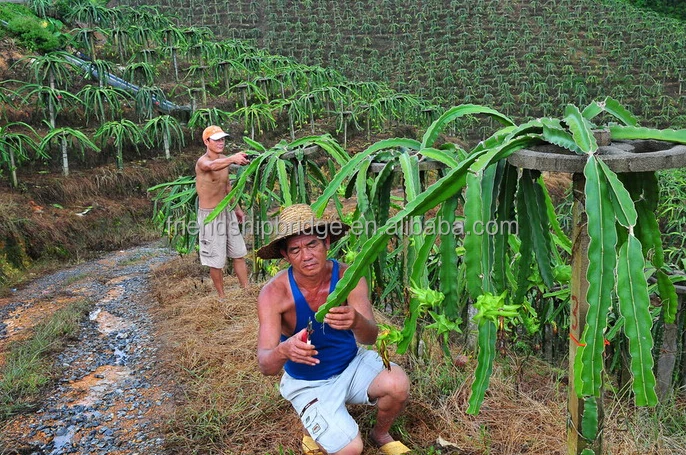 
Dragon Fruit Plant Nurseries for Sale 