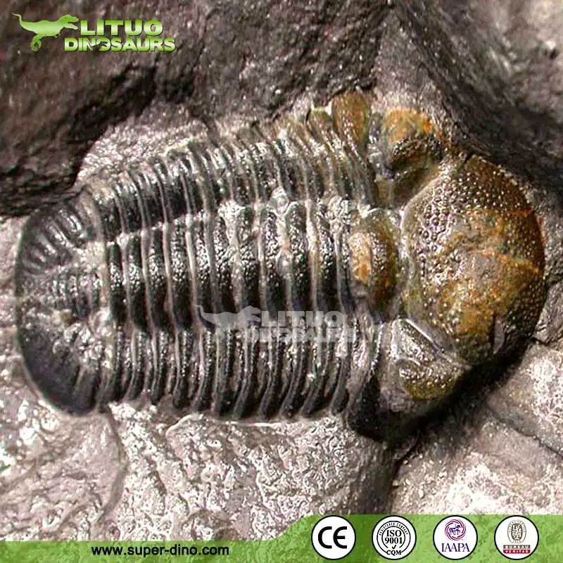 Prehistoric Trilobite Fossil for Sale