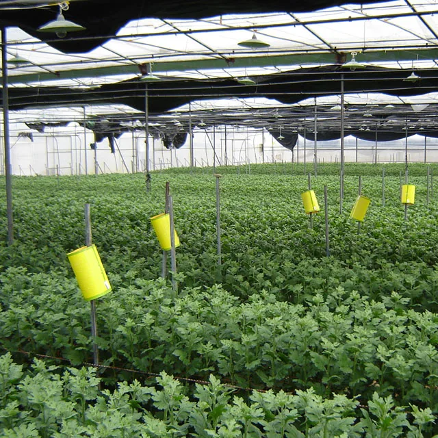 Whitefly pheromone lure, Trialeurodes Vaporariorum insect pest pheromone