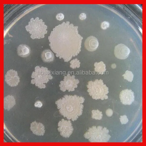 Бациллы Натто