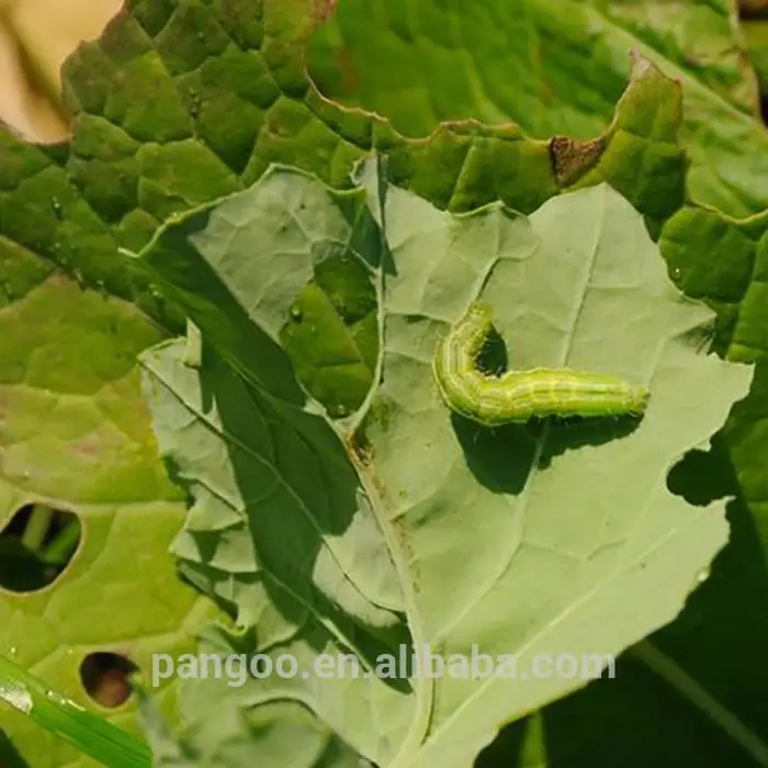 Bio fertilizer bacillus mucilaginosus bio fertilizer for agriculture