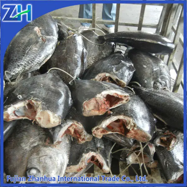 Море замороженные Атлантического помфрет рыбы белый, доры, gloden