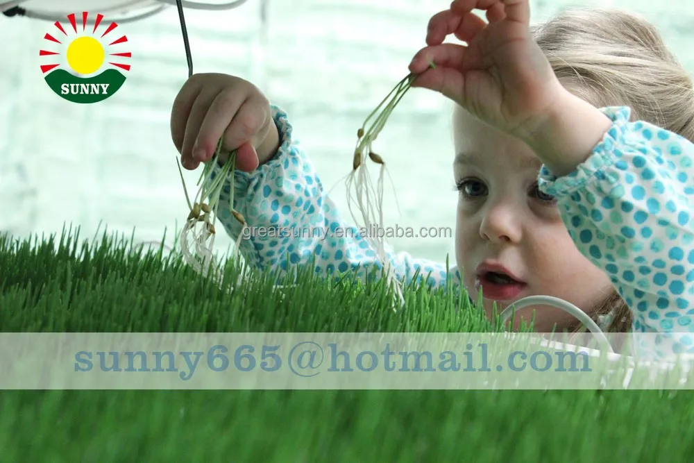 Hydroponic plant machinery, alfalfa, barley grass, cattle and sheep feed plant equipment