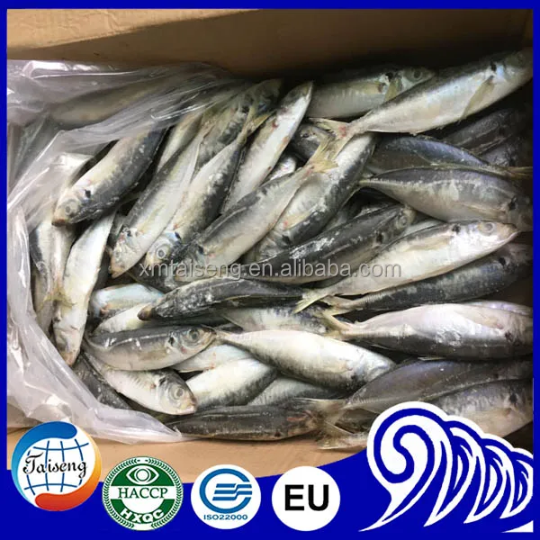 Замороженная круглая рыба IQF для ловли тунца