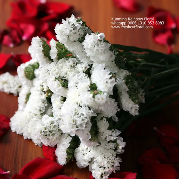 Романтическая вечная песня росемонда из цветочных полей для церкви