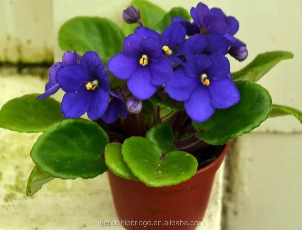 Саженцы из африанского фиолетового излучения Saintpaulia Ionantha