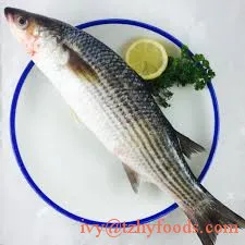 
frozen fish grey mullet getted/WR (mugil cephalus) for sale 