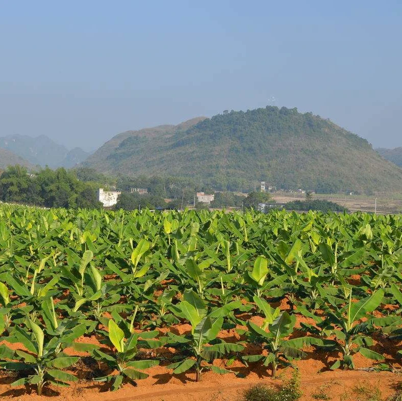 
Wholesale excellent variety Banana fruit seedling 