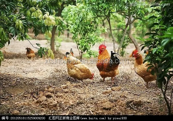 Animal Feed Additives Bacillus licheniformis Livestock Feed Additive