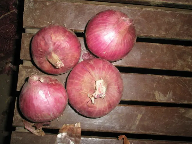 
fresh red onions for sale 