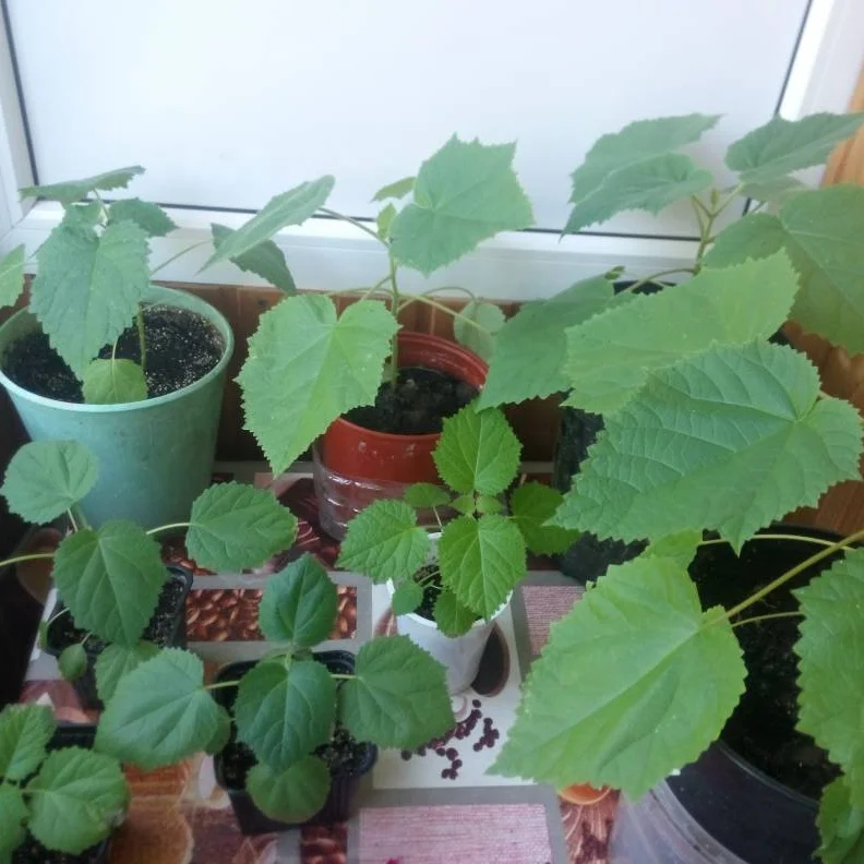 
 Дезинфицирующий Гибридный корень paulownia shan tong  