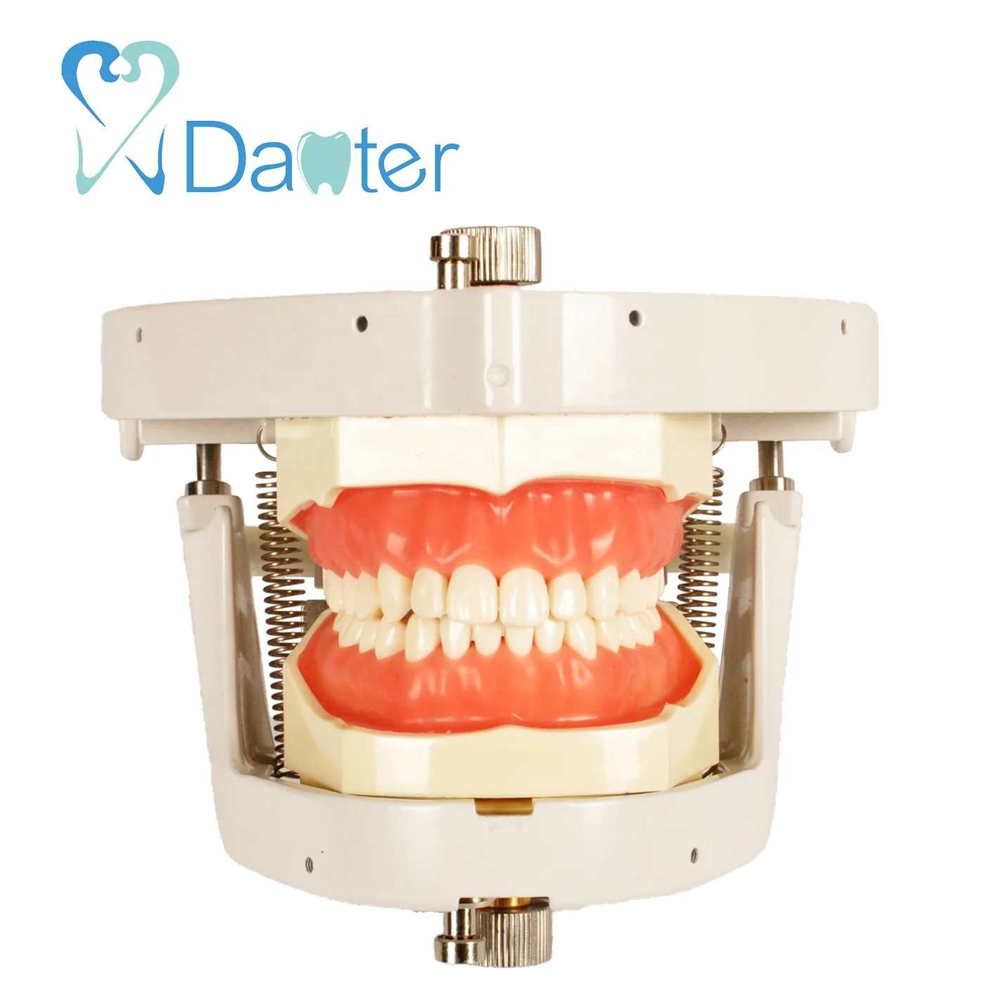 Best Quality Dental Articulator Dental Phantom Head Manikin for Sale