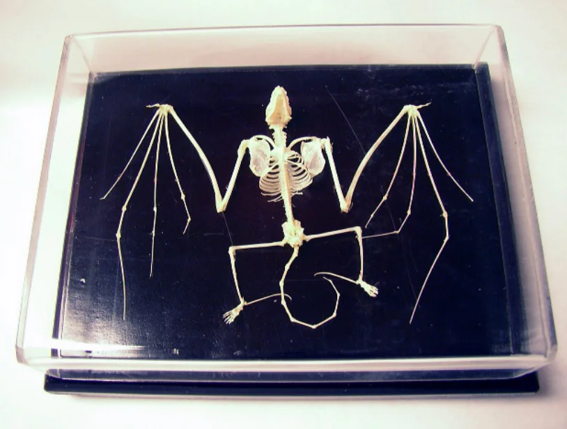 HM-BD-258 PIGEON SKELETON NATURAL BONE MODELPIGEON SKELETON MODEL ANATOMICA PIGEON SKELETON MODEL