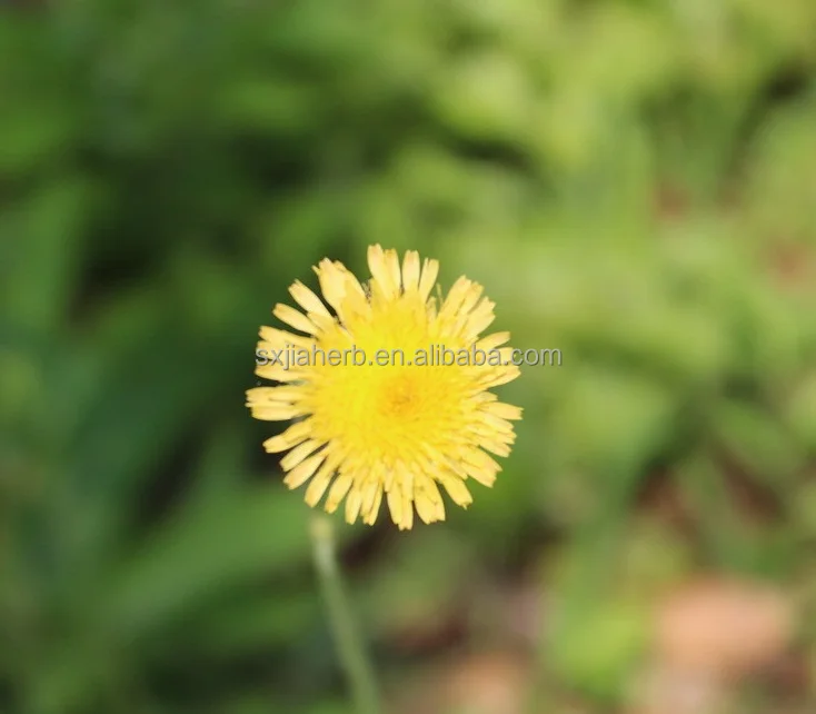 
Dandelion root Extract 