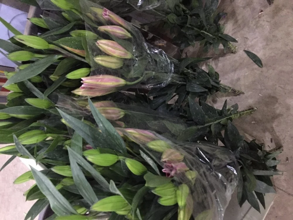
Fresh cut flowers lily flowers 