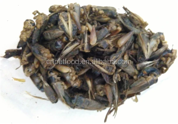 Сушеные колючки корм для птицы корм для кур корм для птиц