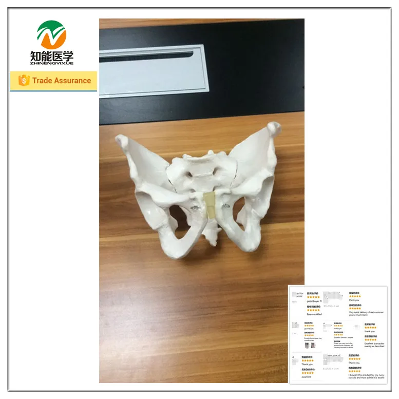 Medical Science Male Pelvic Anatomic model for Disease Demonstration Medical Teaching Tool