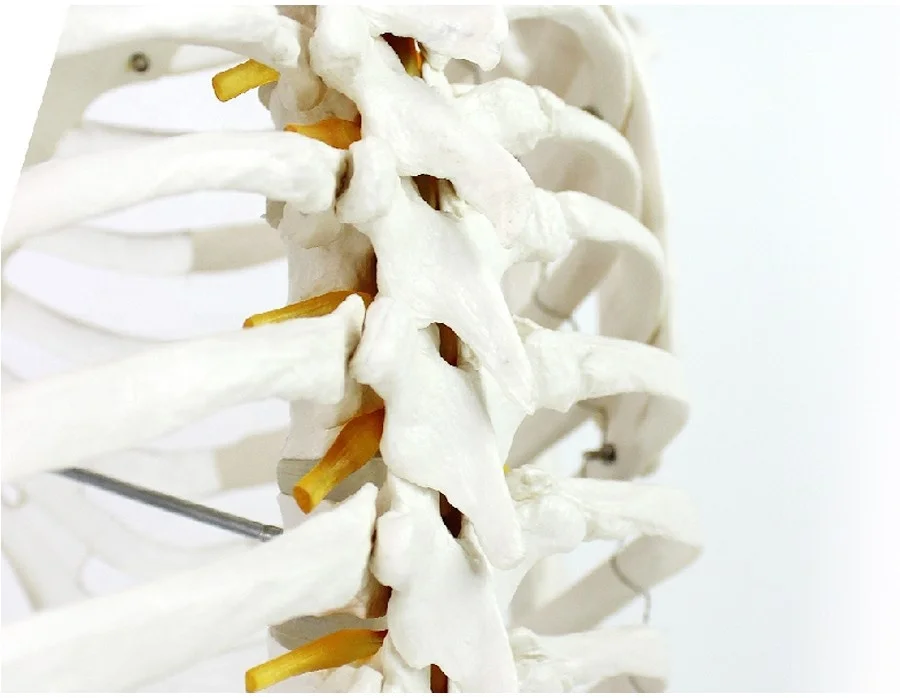 
Human Anatomy Skeleton Model Science Toy Human Skeleton Model 180cm 