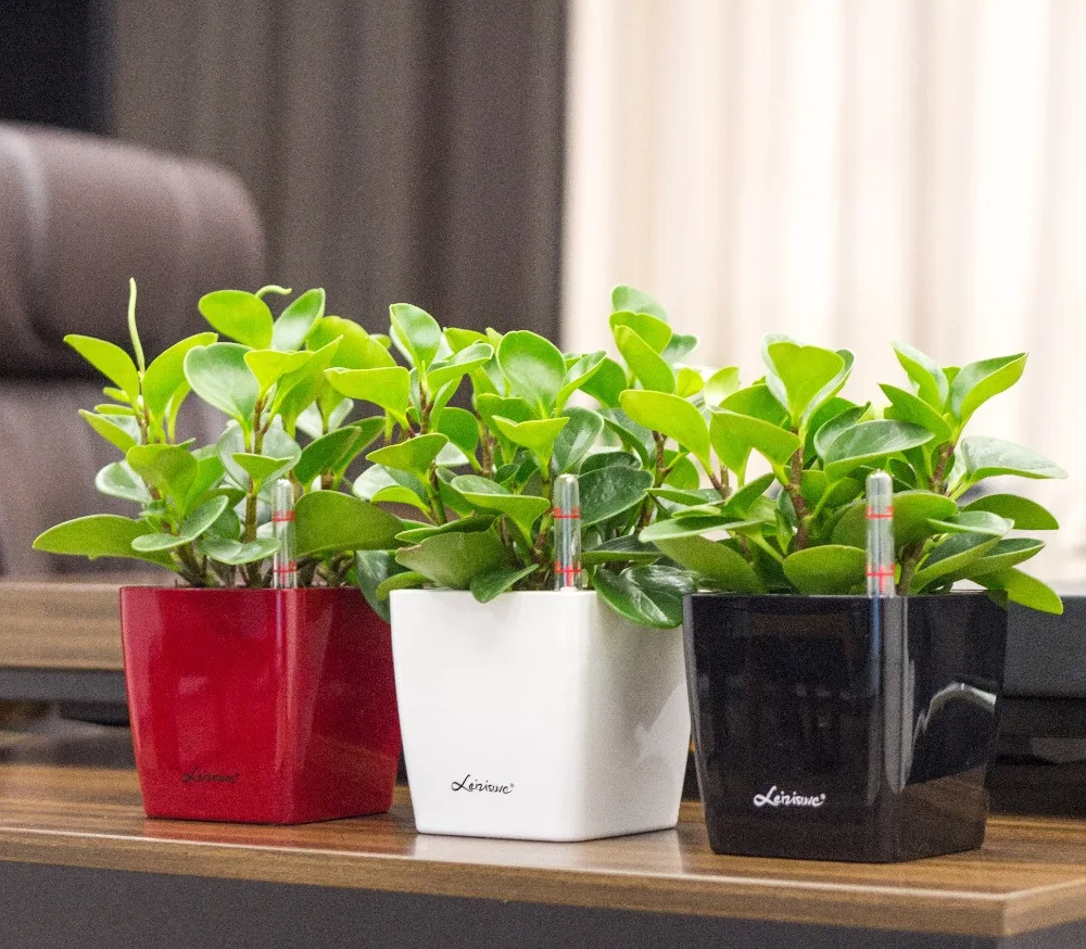 Leizisure Tropical Bonsai Plastic Flower Plant Pots With Self watering Function