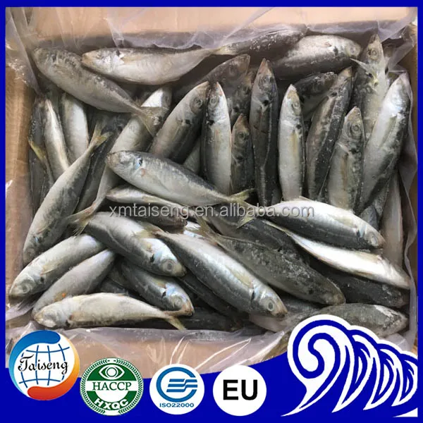 Замороженная круглая рыба IQF для ловли тунца