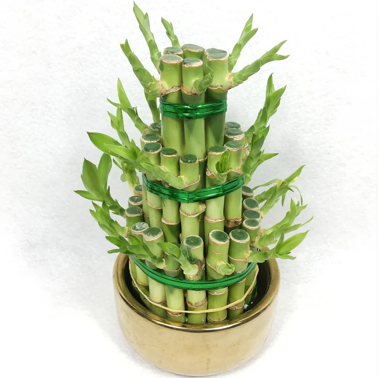 
Tower Lucky Bamboo Dracaena Sanderiana 
